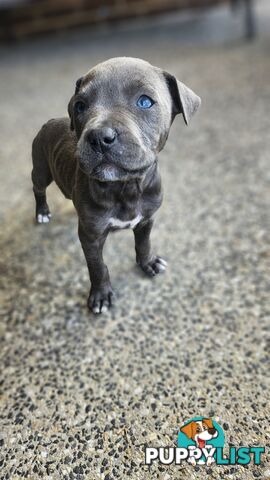 American staffies andonas bloodline