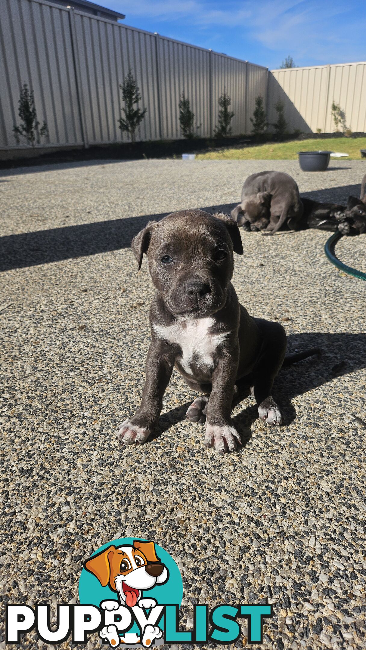 American staffies andonas bloodline