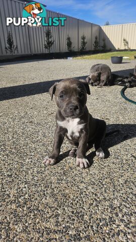 American staffies andonas bloodline