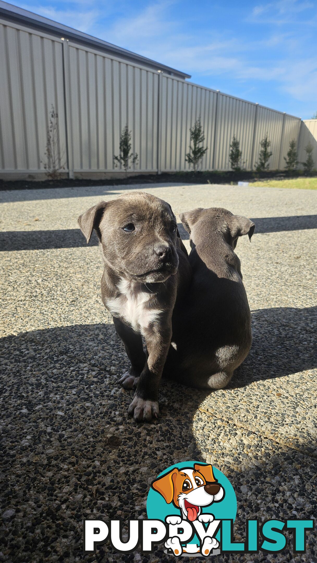 American staffies andonas bloodline