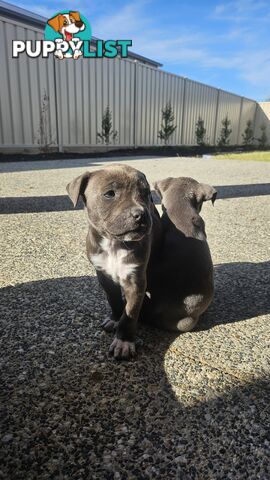 American staffies andonas bloodline