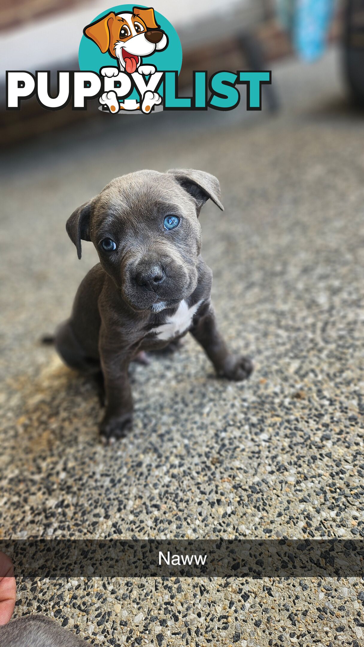 American staffies andonas bloodline