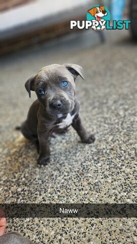 American staffies andonas bloodline