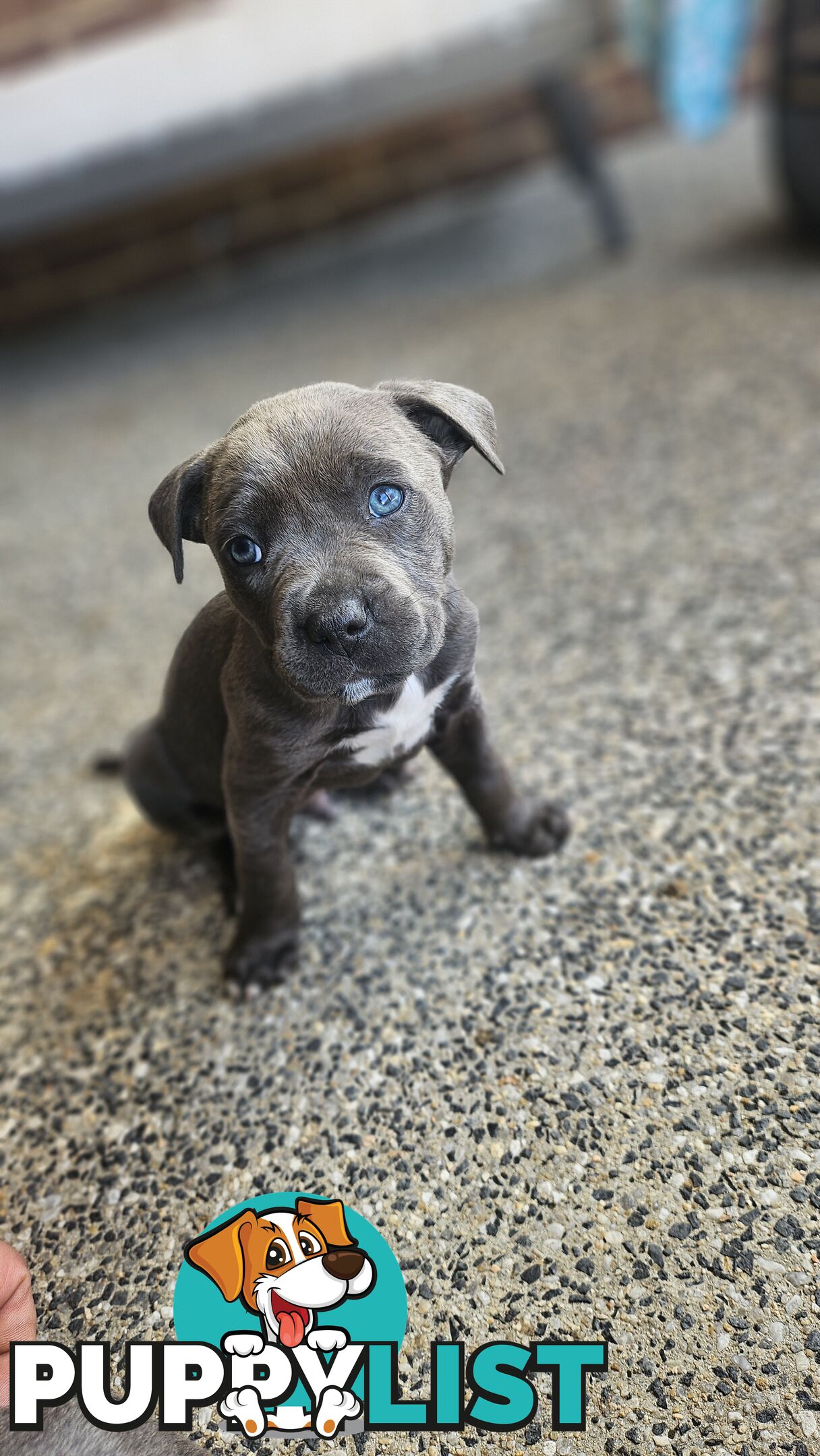 American staffies andonas bloodline