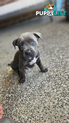 American staffies andonas bloodline