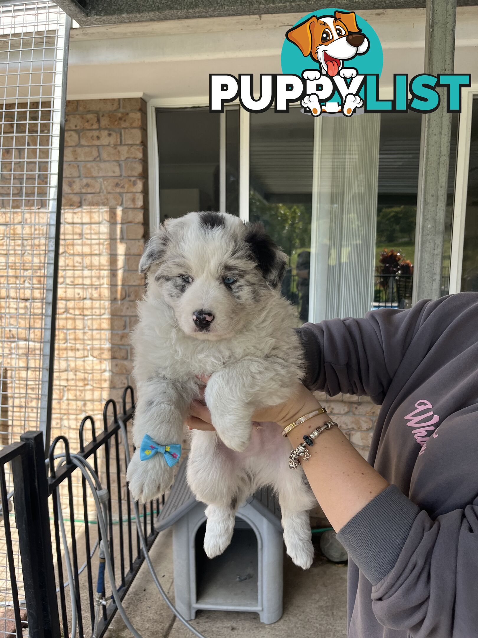 Australian shepherds