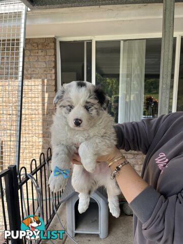 Australian shepherds