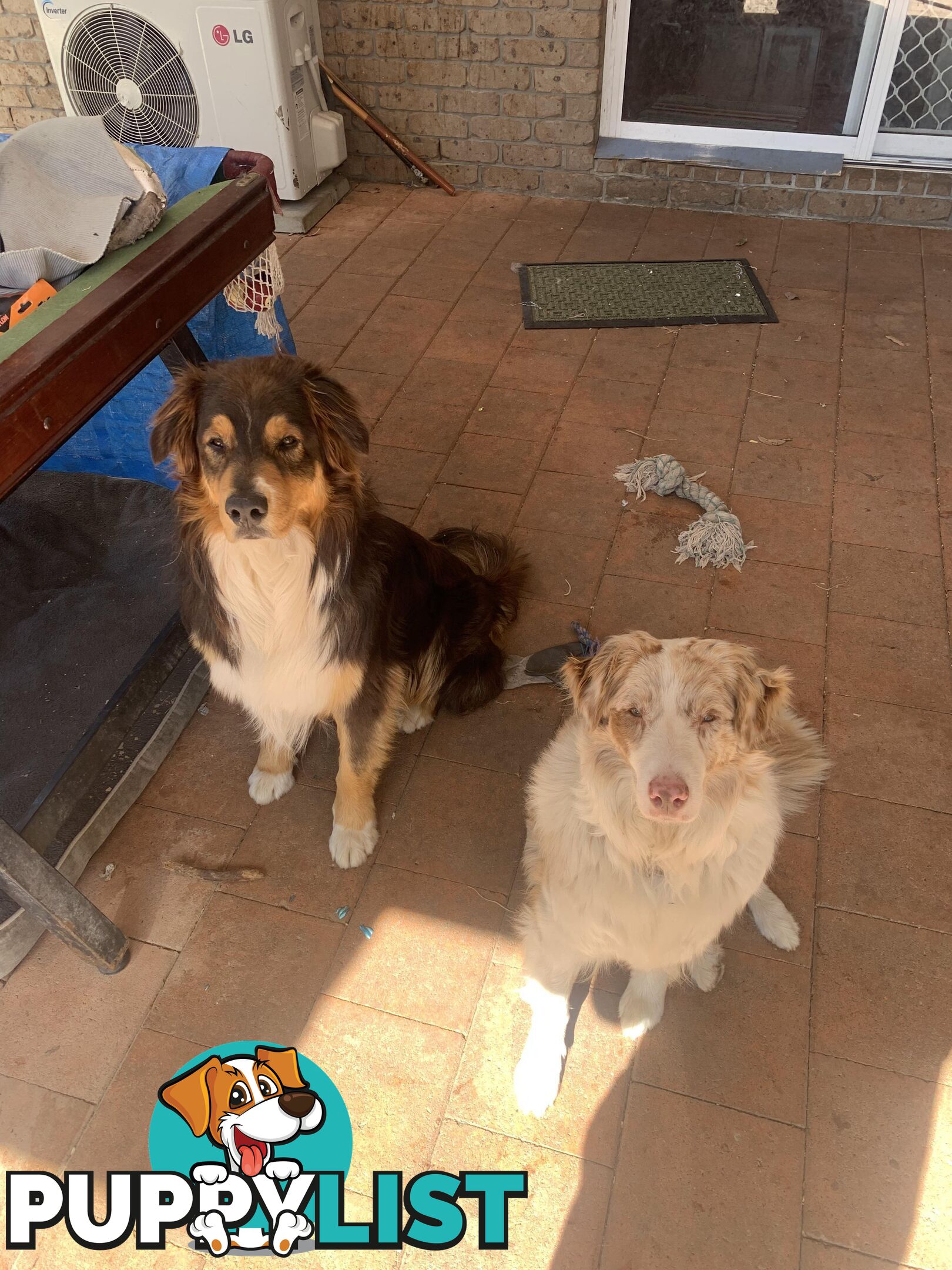 Australian shepherds