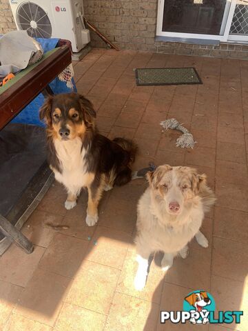 Australian shepherds