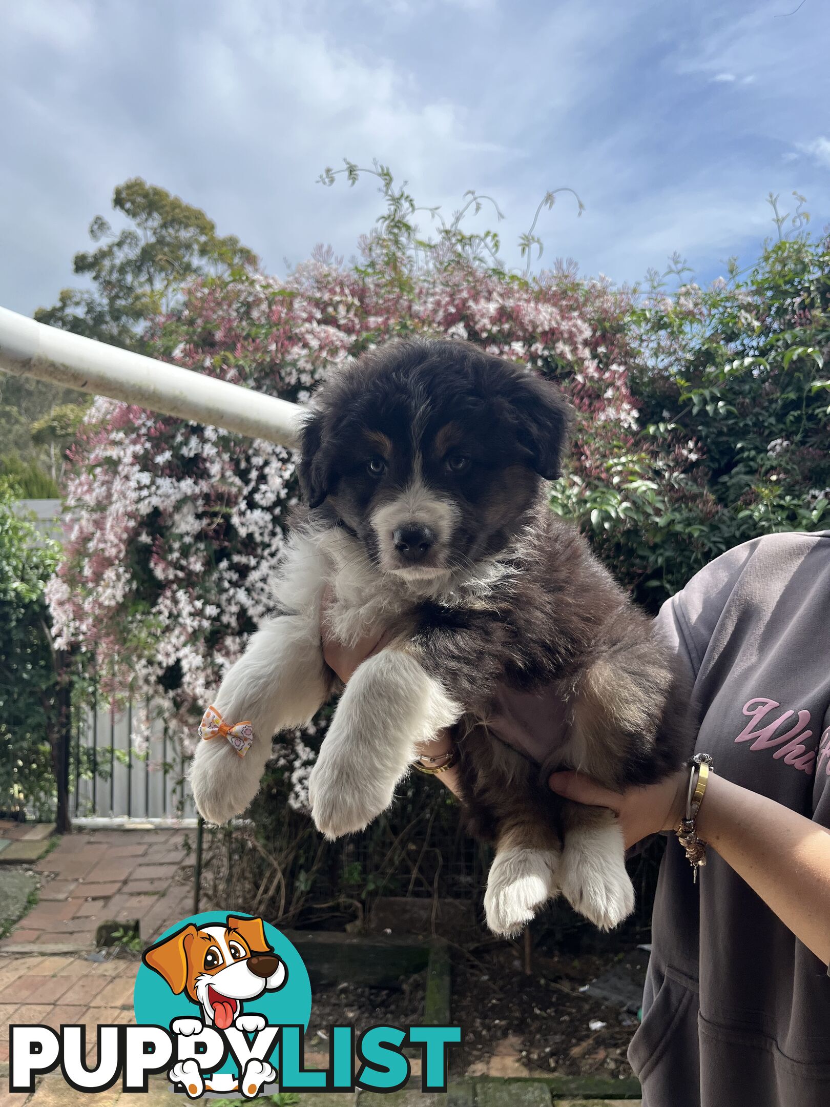 Australian shepherds