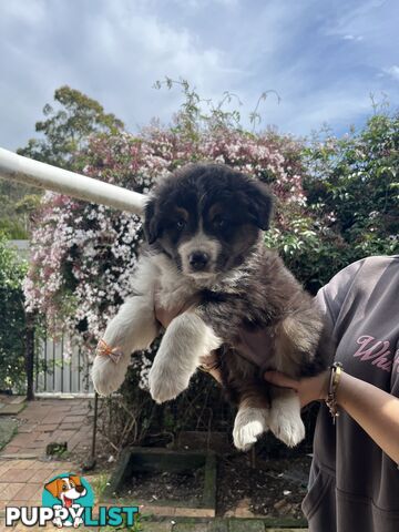 Australian shepherds