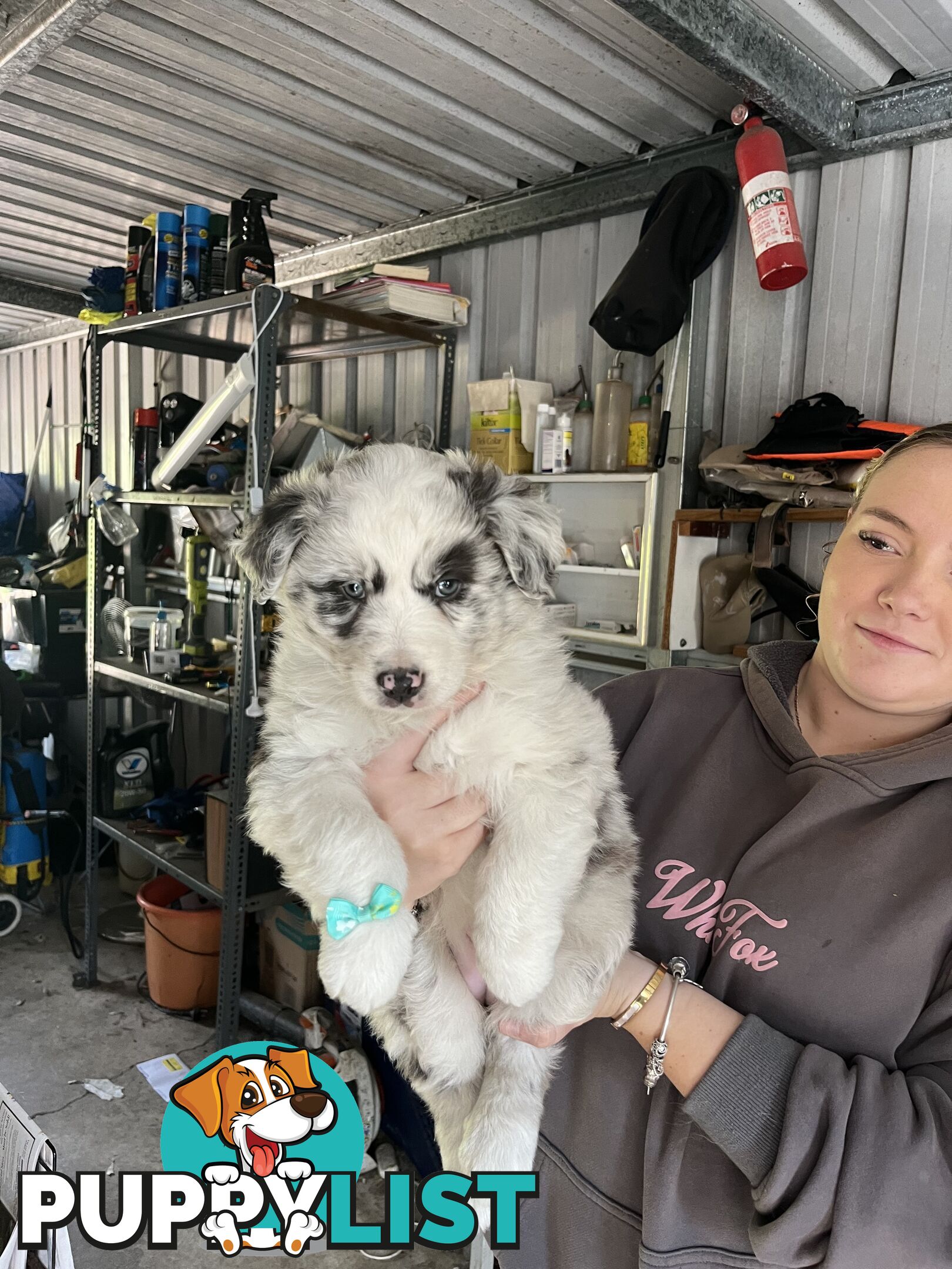 Australian shepherds