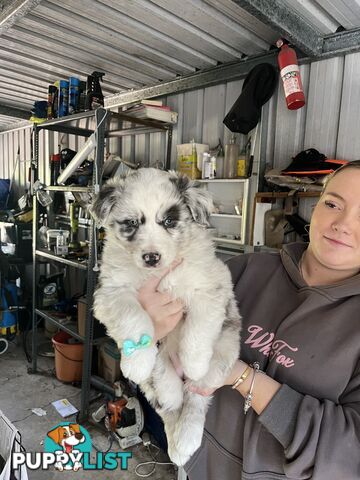 Australian shepherds