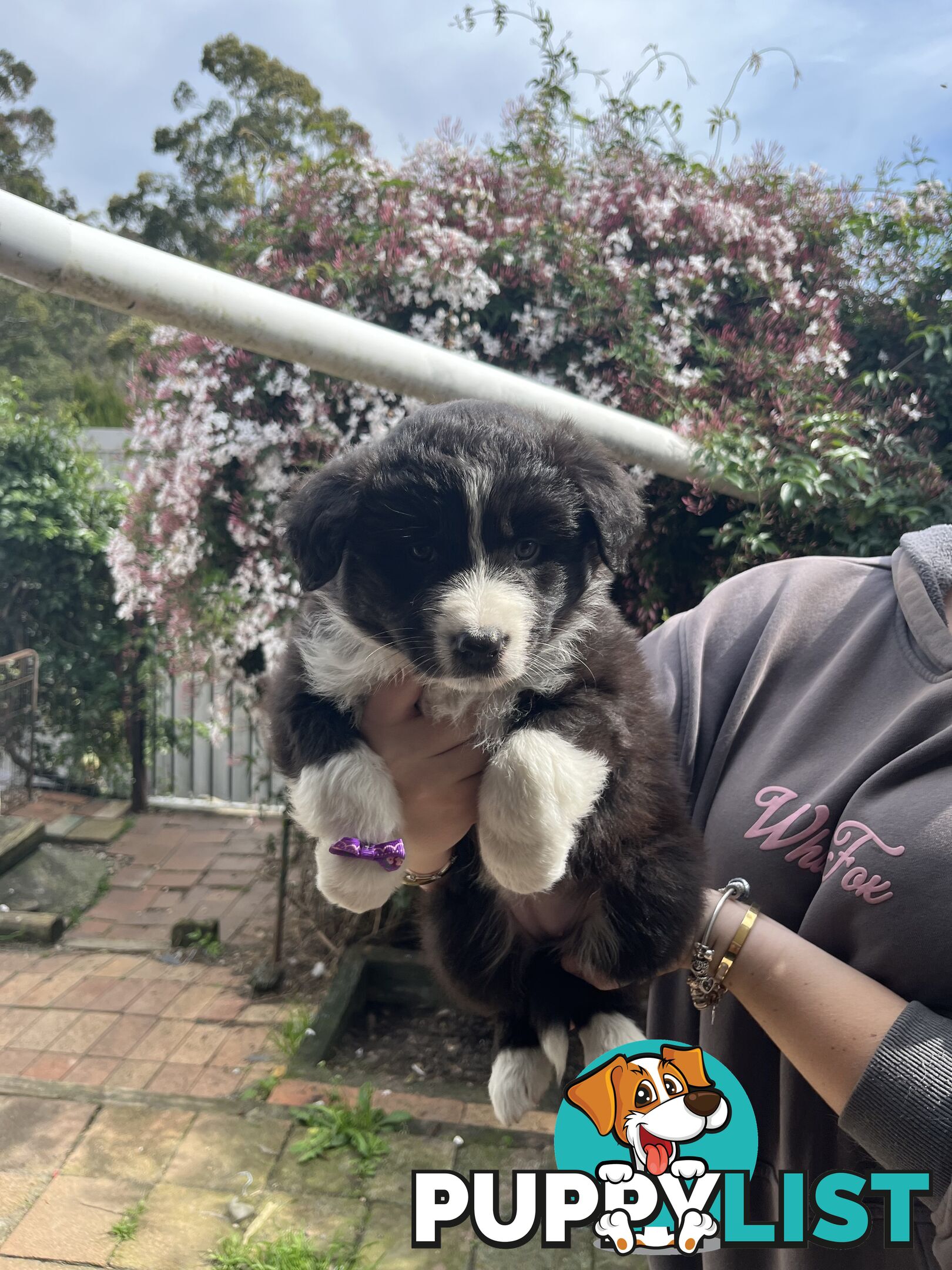 Australian shepherds