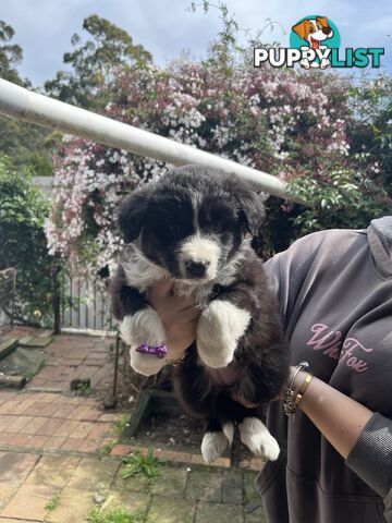 Australian shepherds