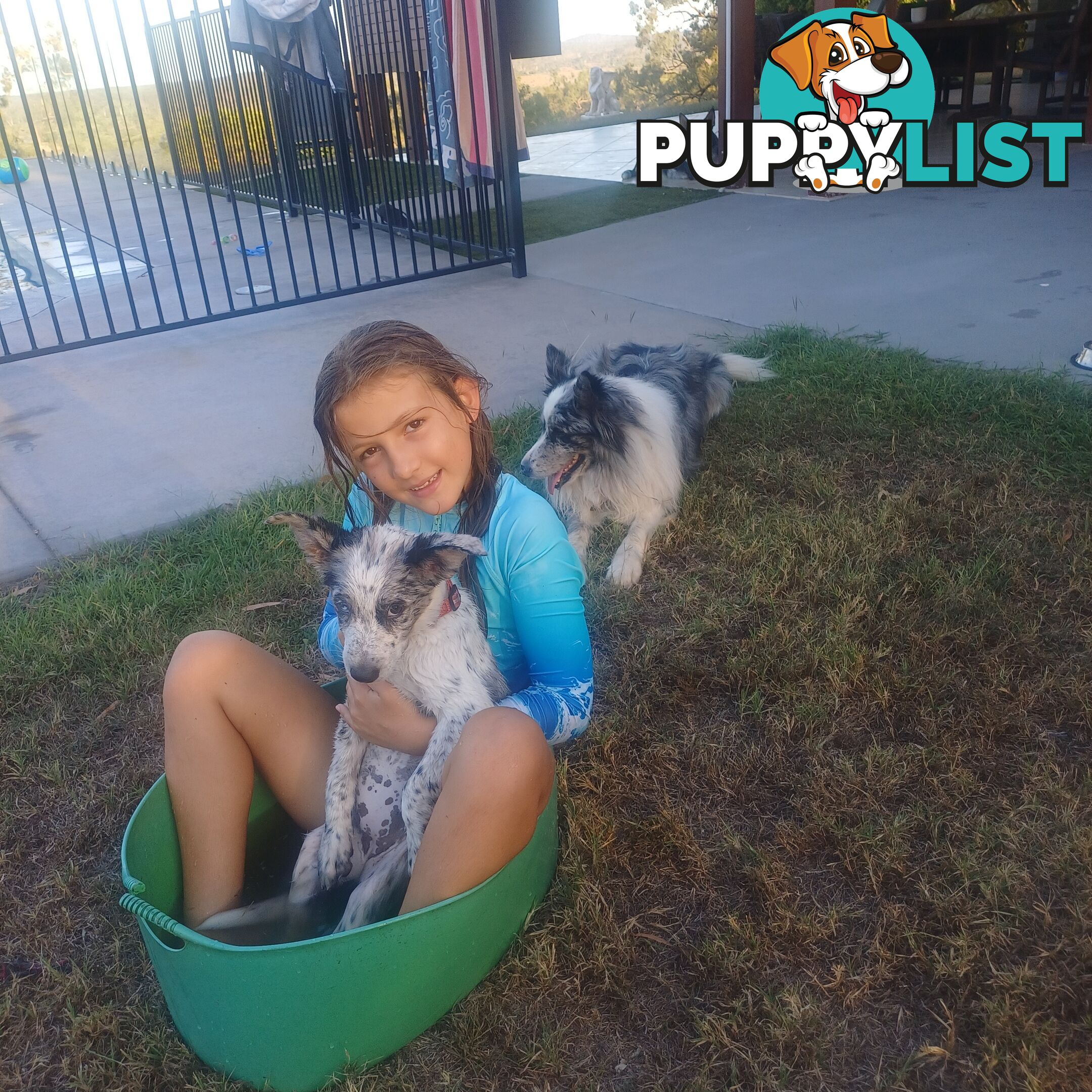 AUSTRALIAN SHEPHARD/ BORDER COLLIE/ CATTLE PUPPIES