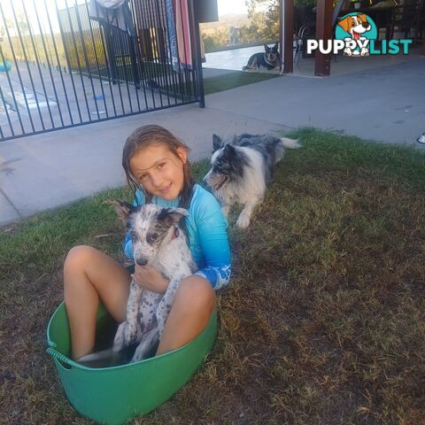 AUSTRALIAN SHEPHARD/ BORDER COLLIE/ CATTLE PUPPIES