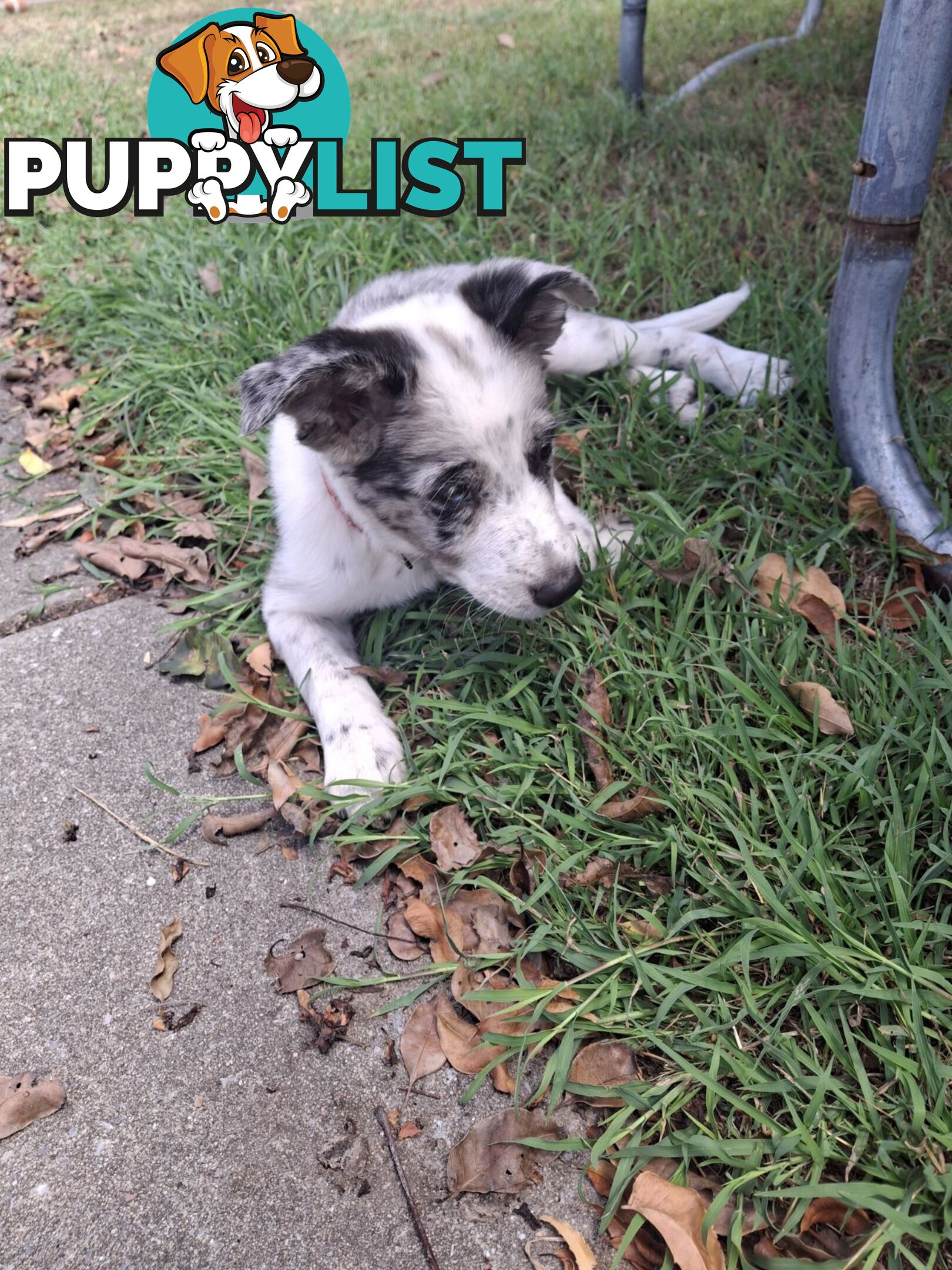 AUSTRALIAN SHEPHARD/ BORDER COLLIE/ CATTLE PUPPIES