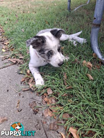 AUSTRALIAN SHEPHARD/ BORDER COLLIE/ CATTLE PUPPIES