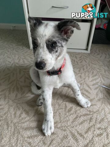 AUSTRALIAN SHEPHARD/ BORDER COLLIE/ CATTLE PUPPIES