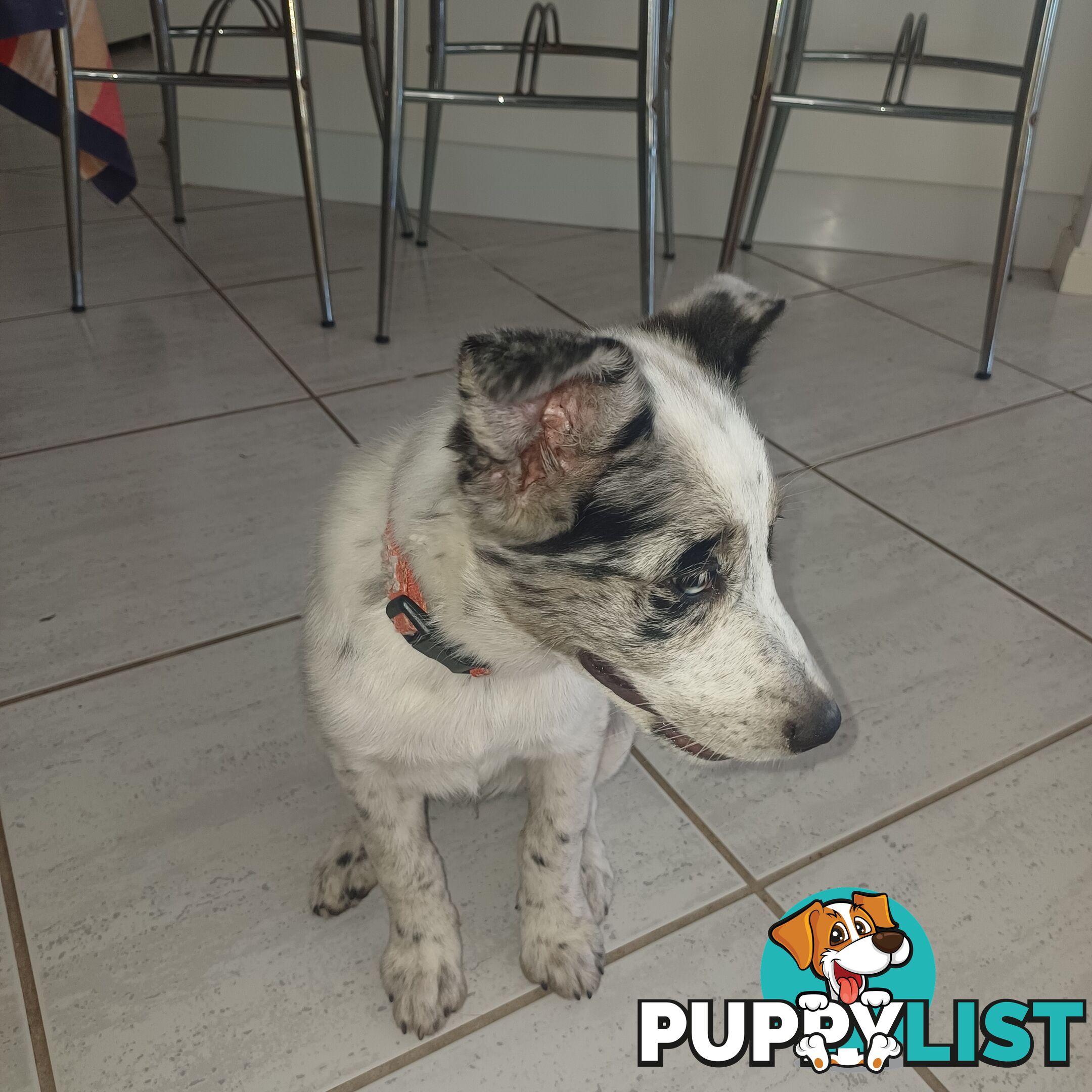 AUSTRALIAN SHEPHARD/ BORDER COLLIE/ CATTLE PUPPIES