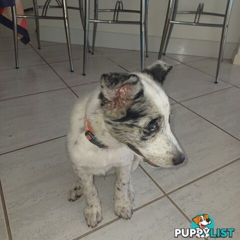 AUSTRALIAN SHEPHARD/ BORDER COLLIE/ CATTLE PUPPIES