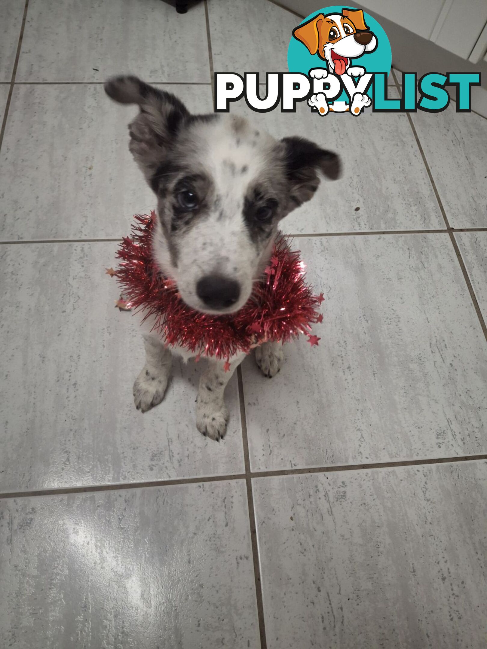 AUSTRALIAN SHEPHARD/ BORDER COLLIE/ CATTLE PUPPIES