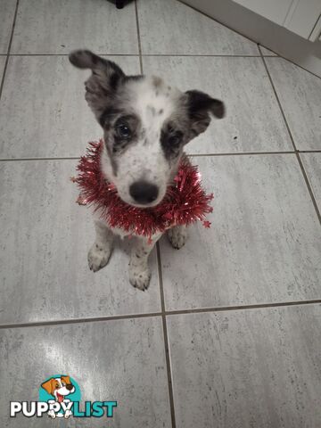 AUSTRALIAN SHEPHARD/ BORDER COLLIE/ CATTLE PUPPIES