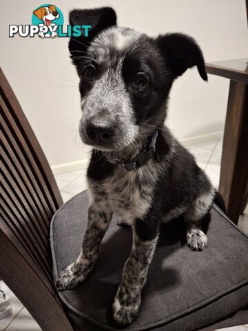 AUSTRALIAN SHEPHARD/ BORDER COLLIE/ CATTLE PUPPIES