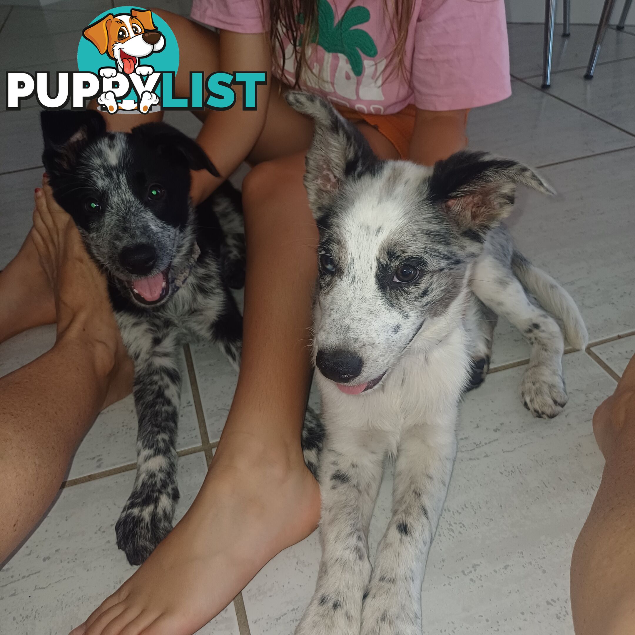 AUSTRALIAN SHEPHARD/ BORDER COLLIE/ CATTLE PUPPIES