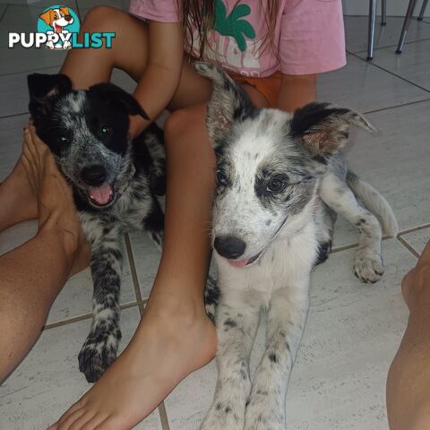 AUSTRALIAN SHEPHARD/ BORDER COLLIE/ CATTLE PUPPIES