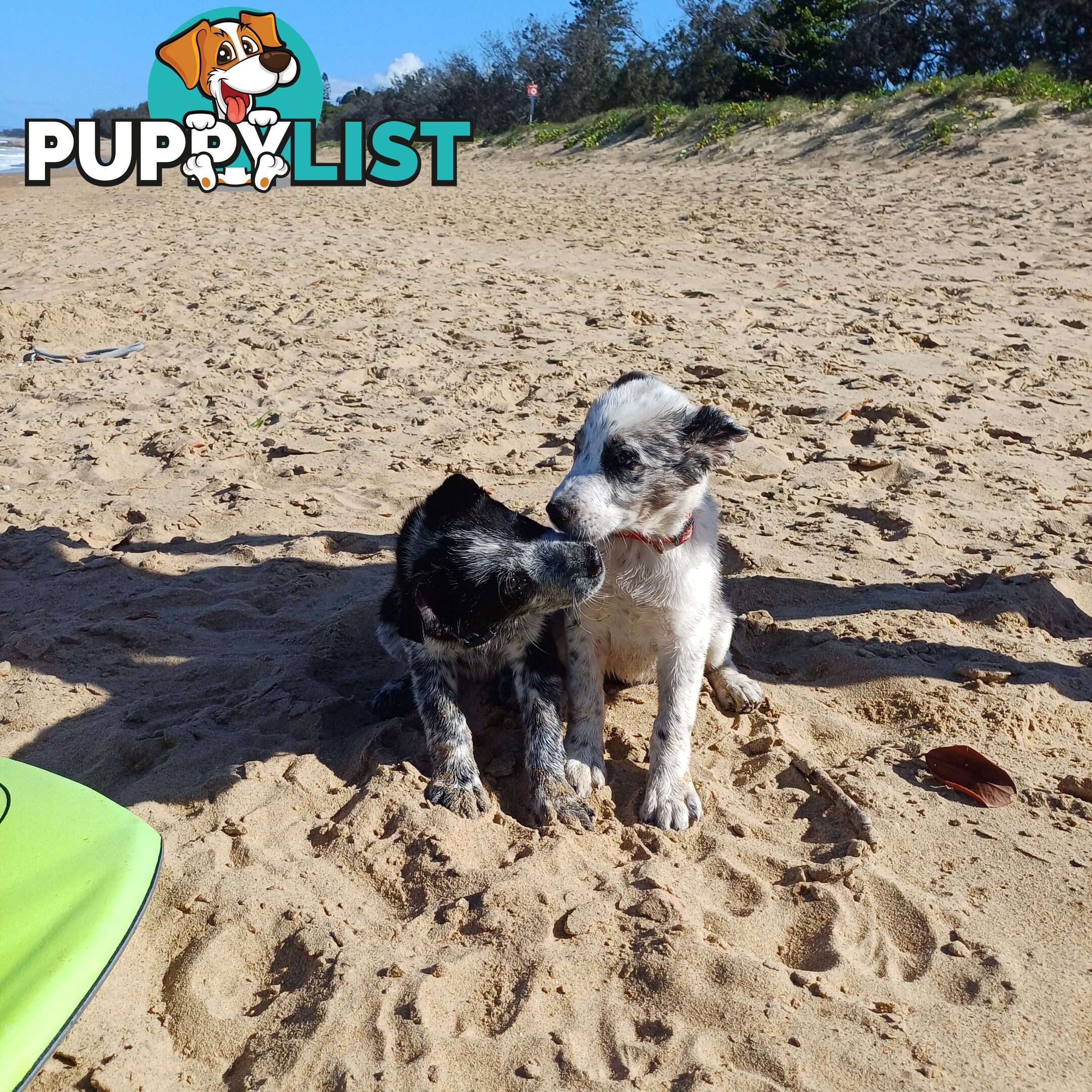 AUSTRALIAN SHEPHARD/ BORDER COLLIE/ CATTLE PUPPIES