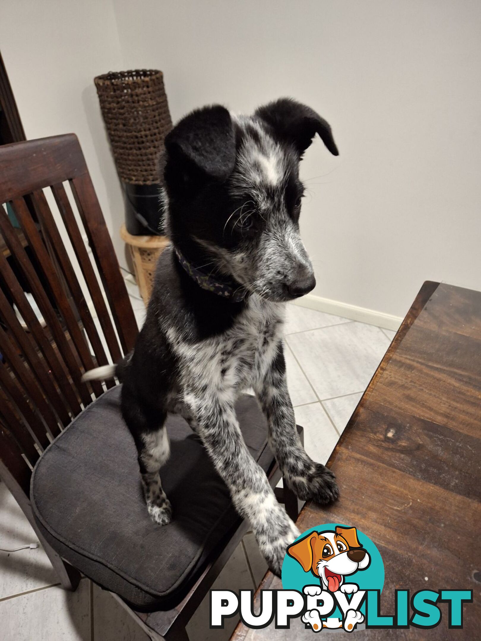 AUSTRALIAN SHEPHARD/ BORDER COLLIE/ CATTLE PUPPIES