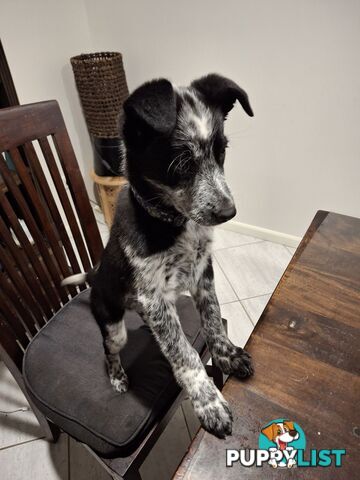 AUSTRALIAN SHEPHARD/ BORDER COLLIE/ CATTLE PUPPIES