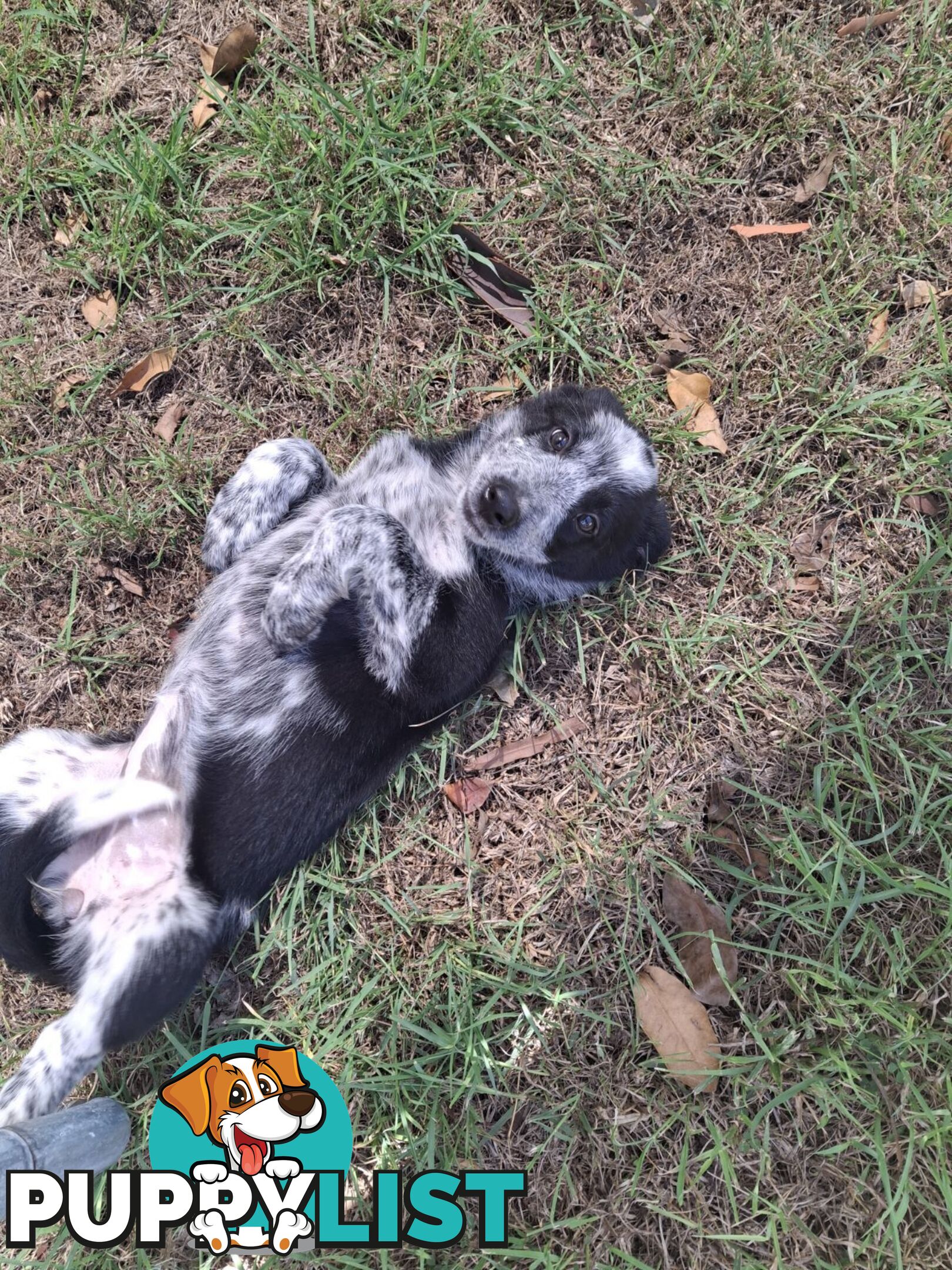 AUSTRALIAN SHEPHARD/ BORDER COLLIE/ CATTLE PUPPIES