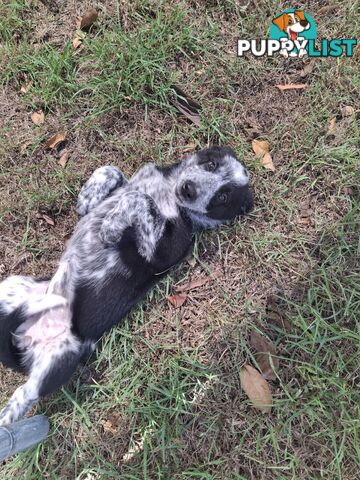 AUSTRALIAN SHEPHARD/ BORDER COLLIE/ CATTLE PUPPIES