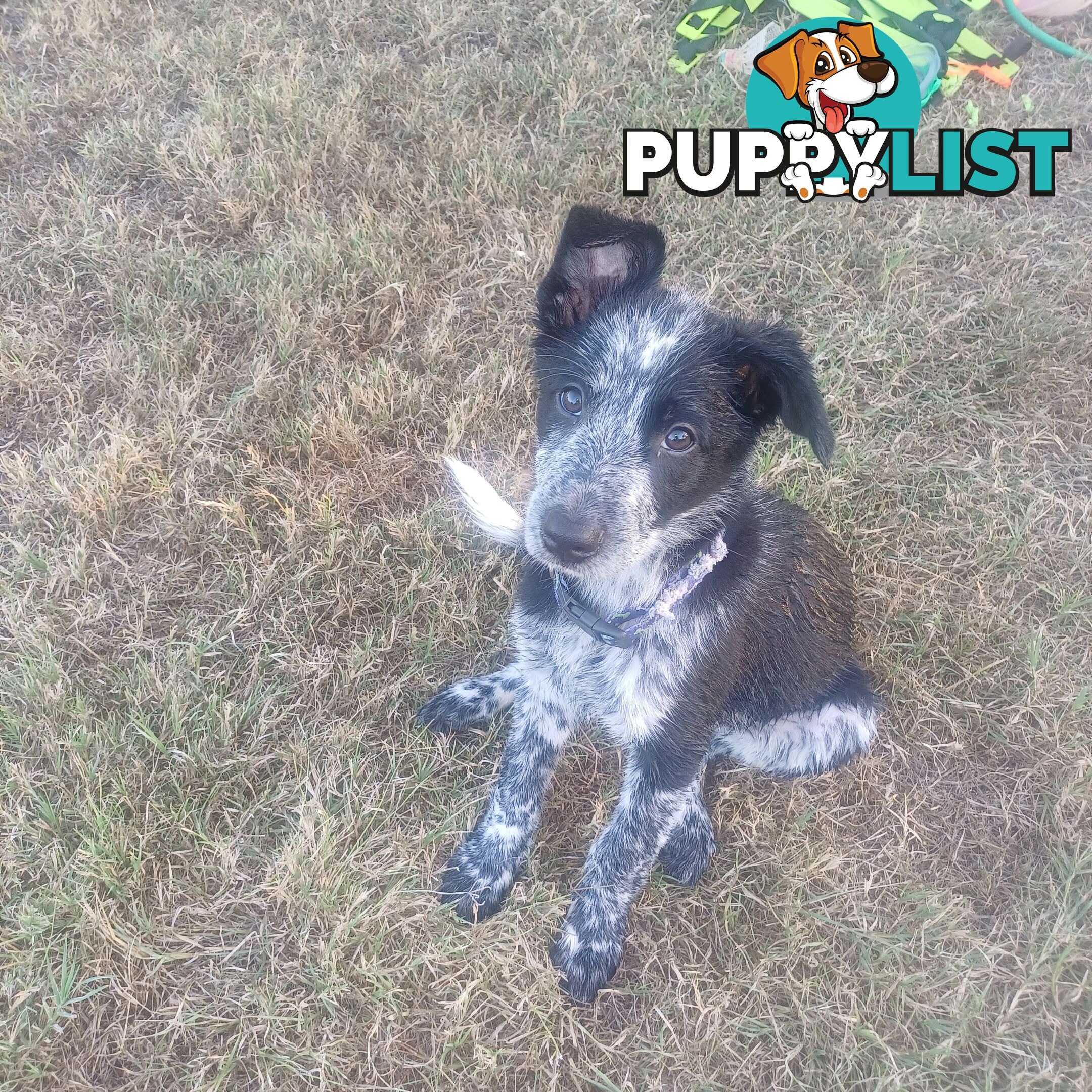 AUSTRALIAN SHEPHARD/ BORDER COLLIE/ CATTLE PUPPIES