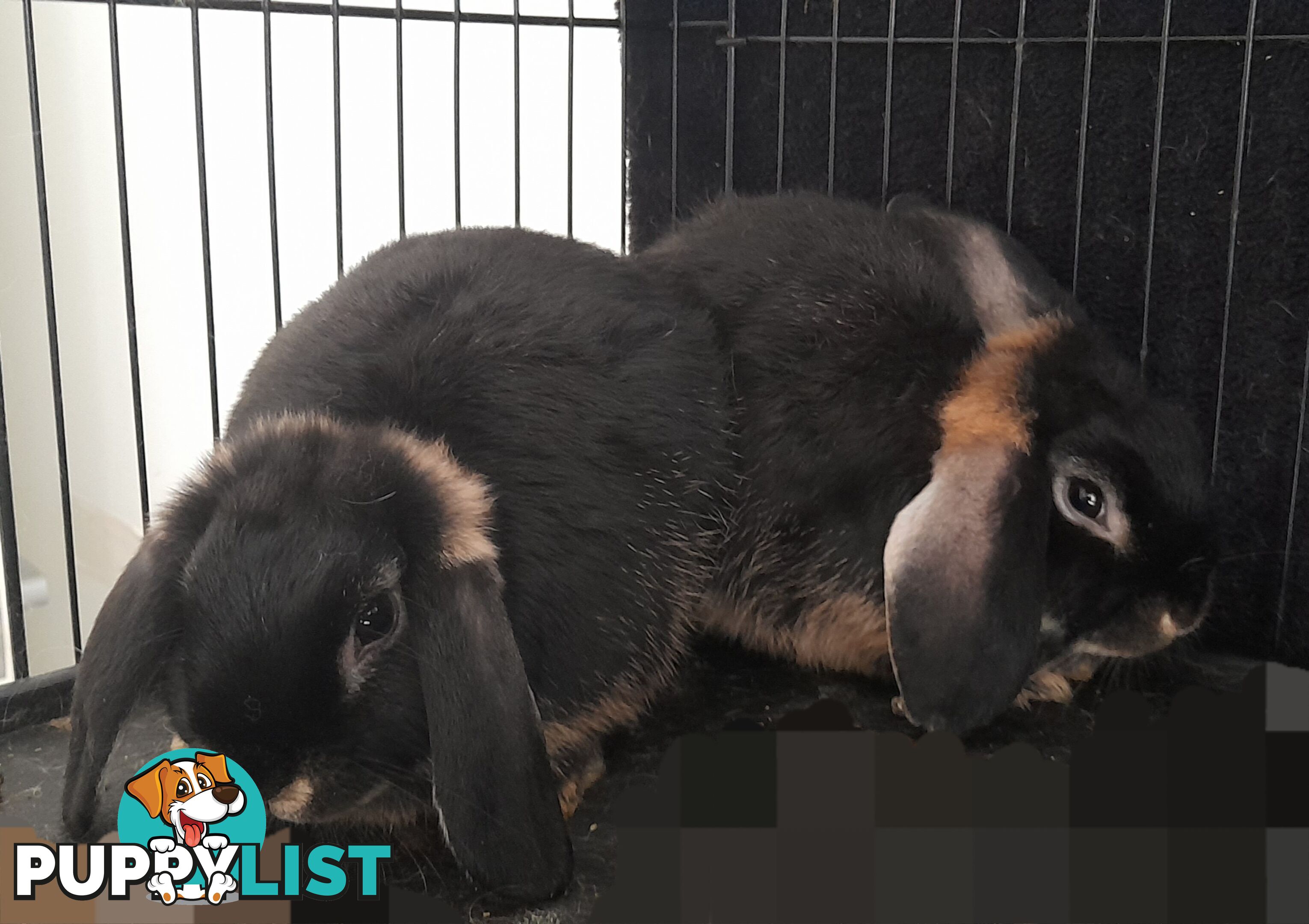 Mini lop young rabbits both boys and girls