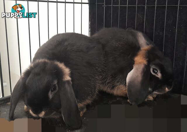 Mini lop young rabbits both boys and girls