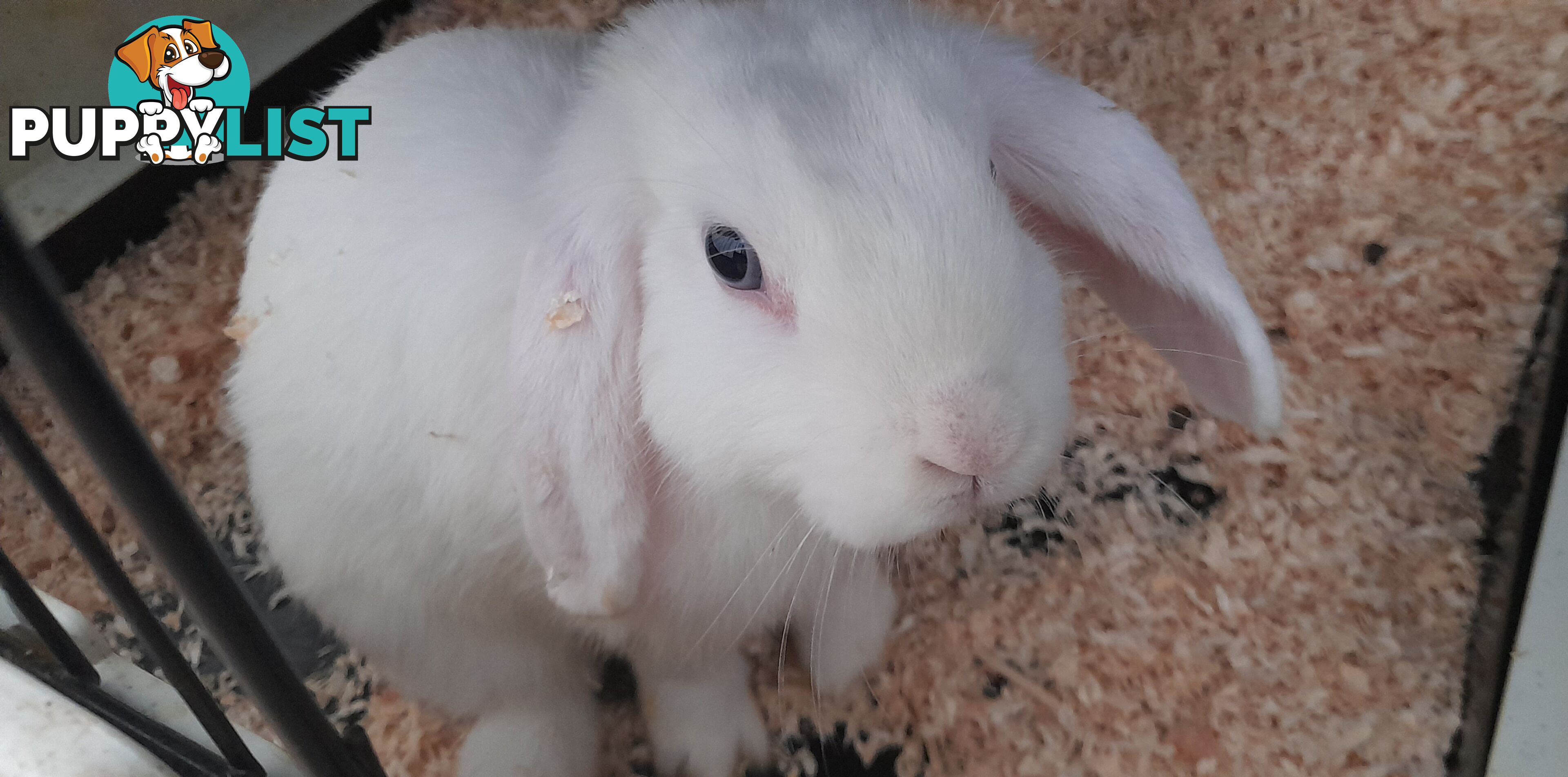 Mini lop young rabbits both boys and girls