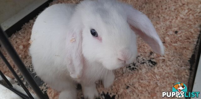 Mini lop young rabbits both boys and girls