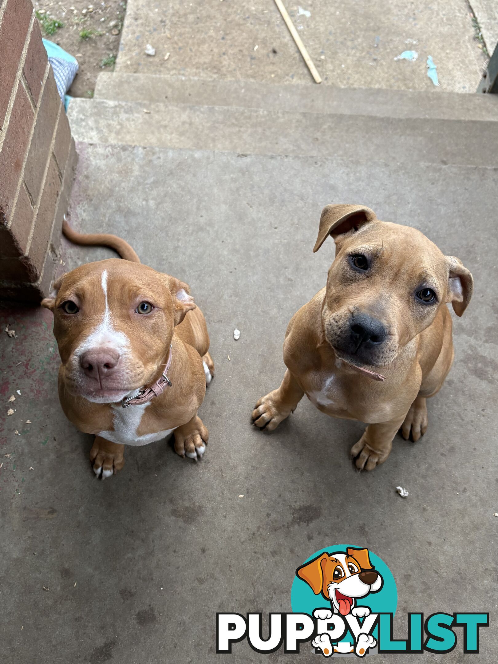 Two female staffy pups