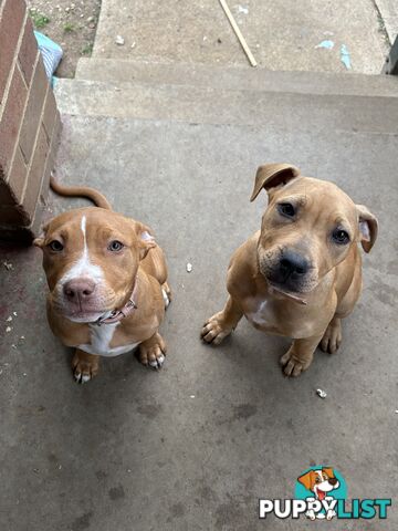 Two female staffy pups