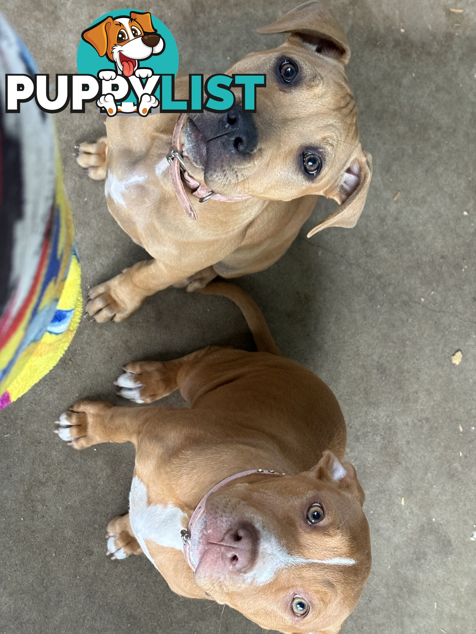 Two female staffy pups