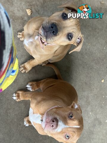 Two female staffy pups