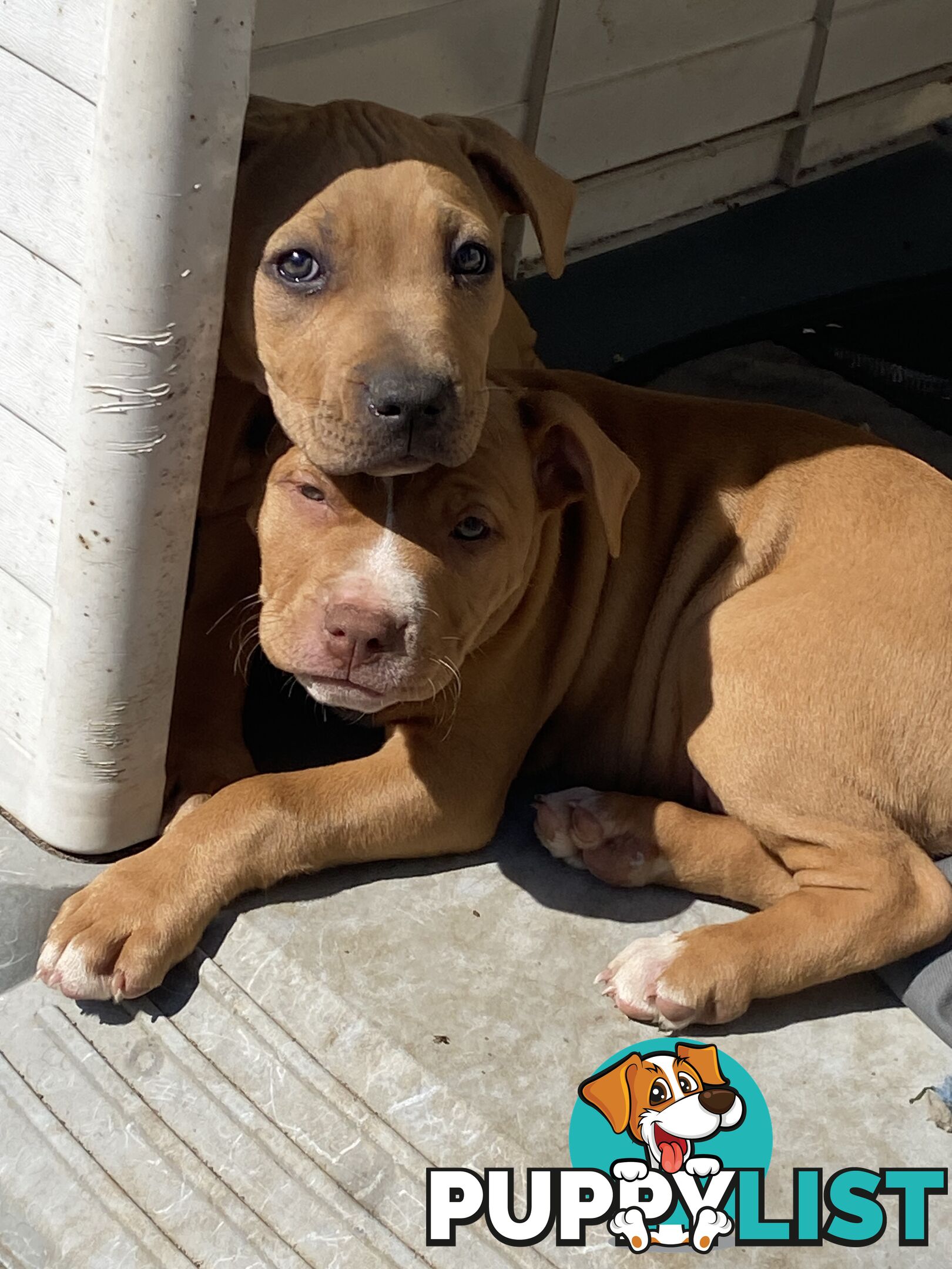 Two female staffy pups