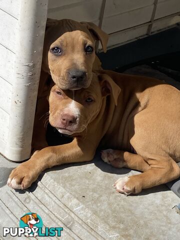 Two female staffy pups