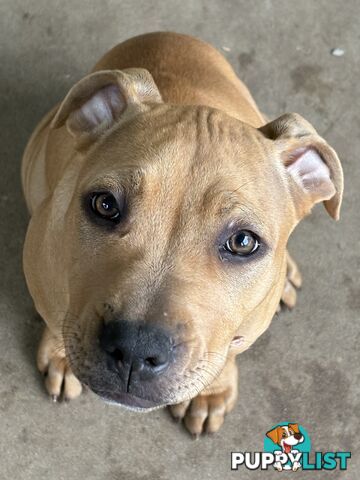 Two female staffy pups