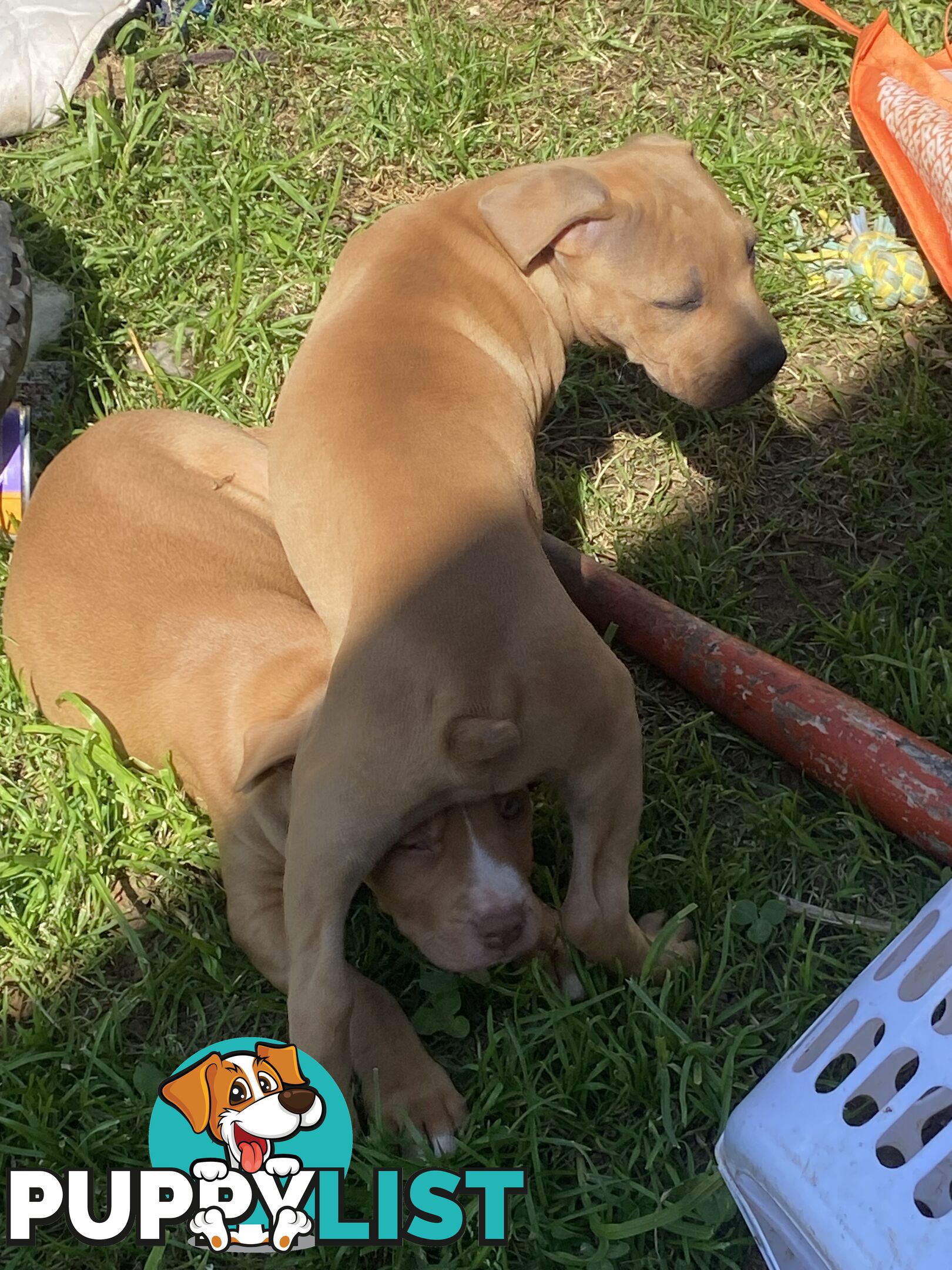 Two female staffy pups