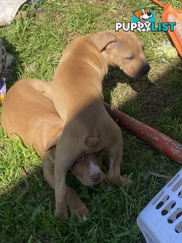 Two female staffy pups